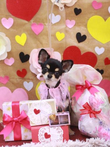 20230228マカロンちゃん